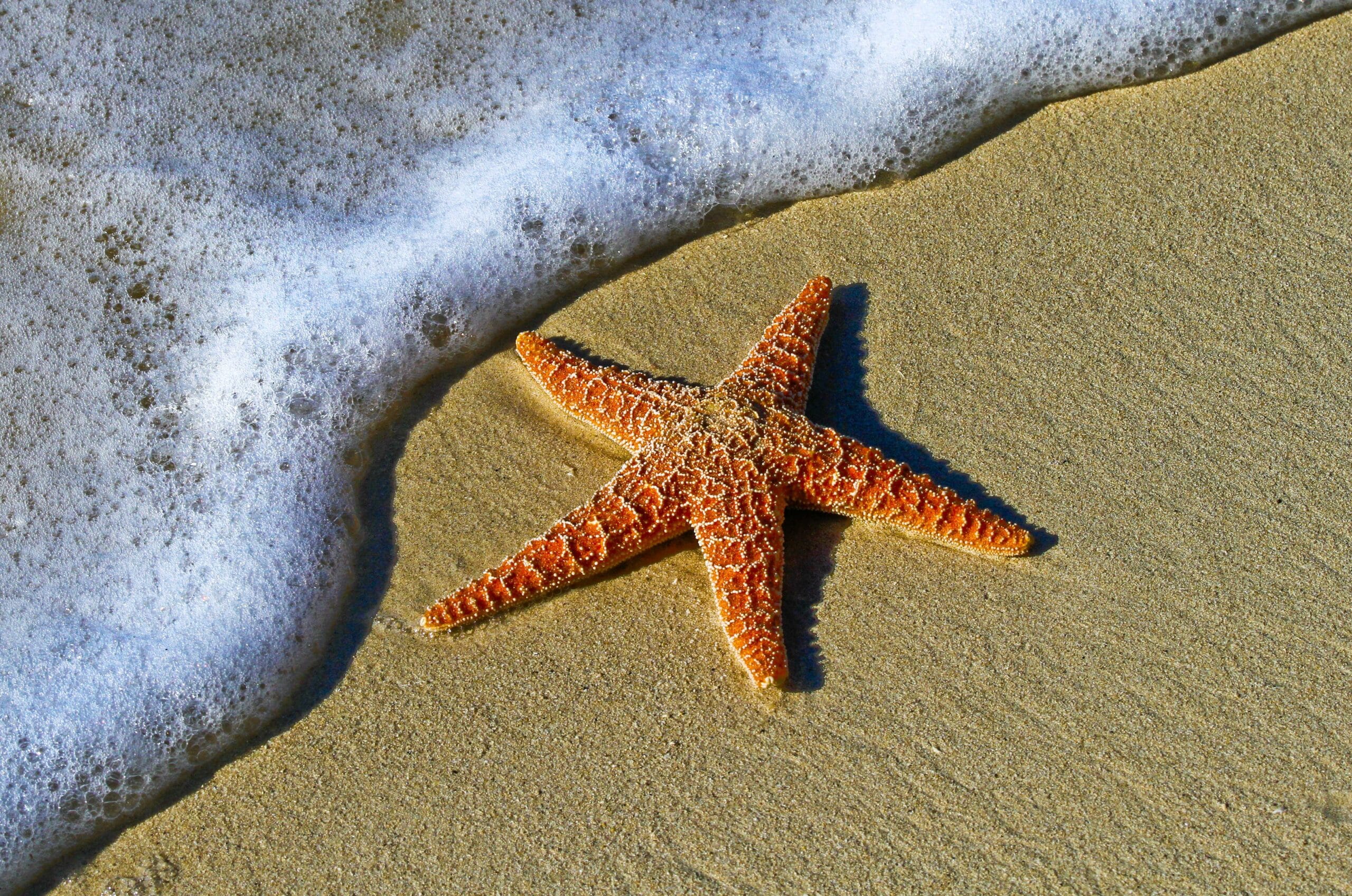 starfish-1851289